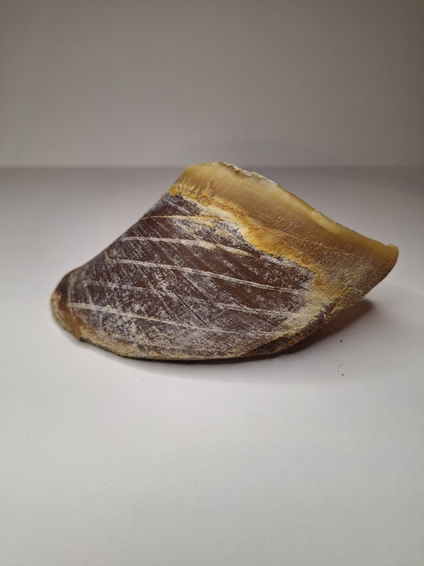 🐄 Sabot de Bœuf – Truffe Délice