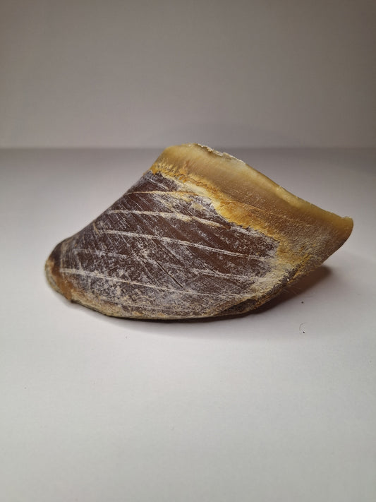 🐄 Sabot de Bœuf – Truffe Délice